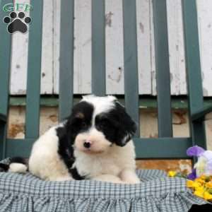 Caroline, Bernedoodle Puppy